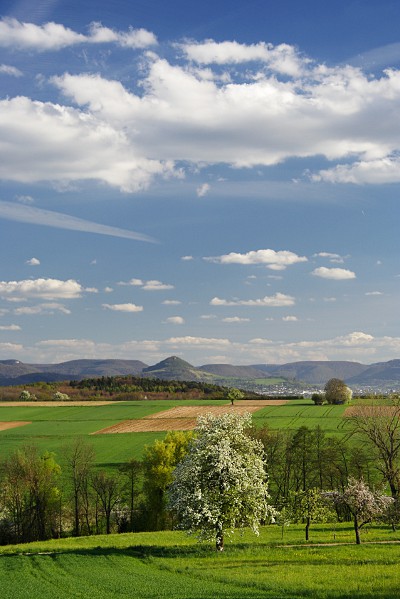 grüne Felder, blühende Obstbäume und der Albtrauf mit der Achalm