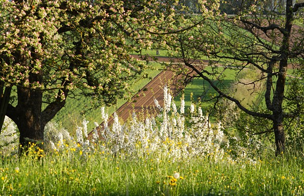 Blühende Streuobstwiese