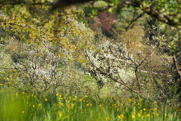 Blühende Streuobstwiese