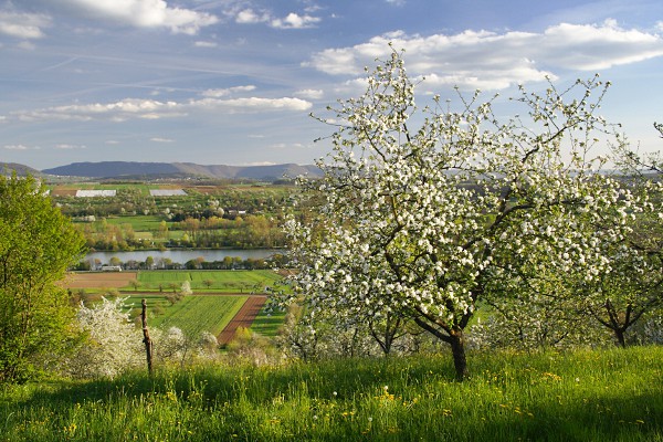 Blühende Obstwiesen mit Blick ins Neckartal (Tiefenlochsee) und auf den Albtrauf