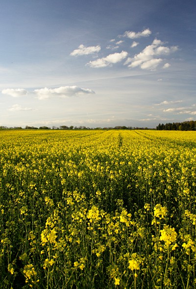 Rapsfeld Blüte
