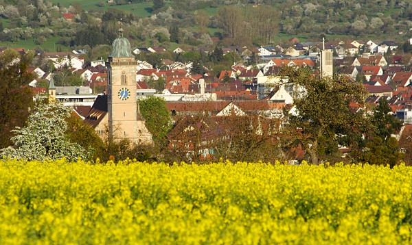 Blick über ein Rapsfeld auf die Nürtinger Stadtkirche