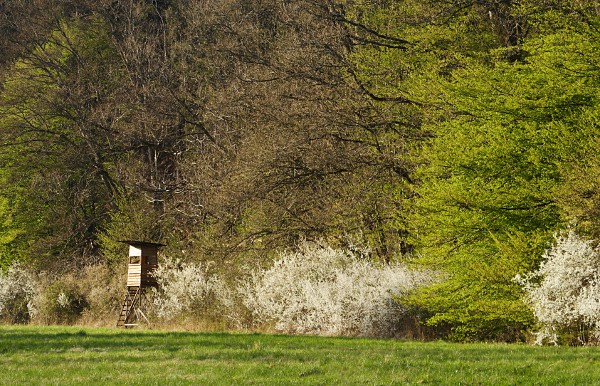 Blühende Schlehenhecke im Schaichtal