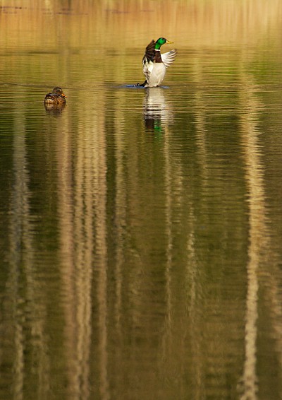 Enten im Schlüsselsee, Schaichtal, Schönbuch