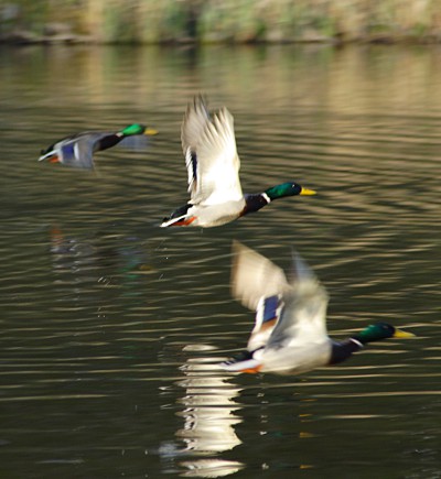 fliegende Stockenten