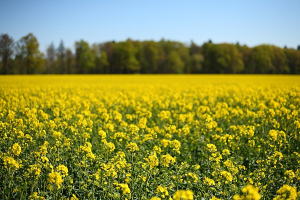 Blühendes Rapsfeld am Waldrand