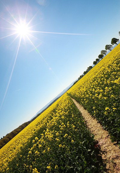 Blühendes Rapsfeld mit Sonne