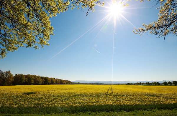 Blühendes Rapsfeld bei Einsiedel am Schönbuchrand mit Sonne im Bild, blauer Himmel