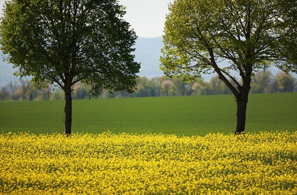 Blühendes Rapsfeld mit zwei Linden
