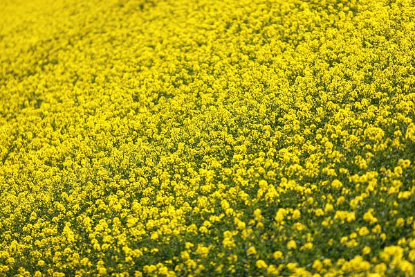 Blühendes Rapsfeld