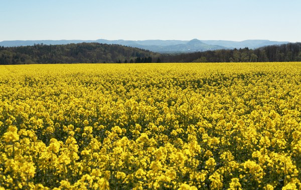 Blühendes Rapsfeld bei Einsiedel mit Blick auf die Achalm