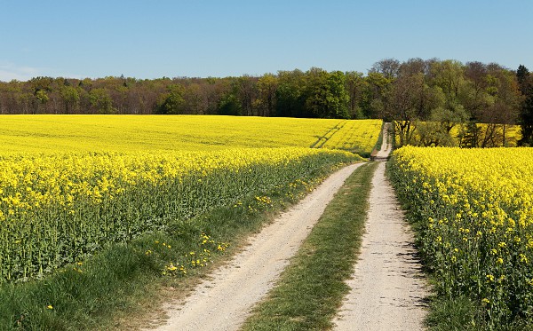 Feldweg durch blühende Rapsfelder