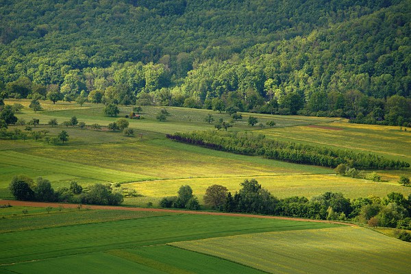Blühende Wiesen, Felder und Wald am Rand der Schwäbischen Alb