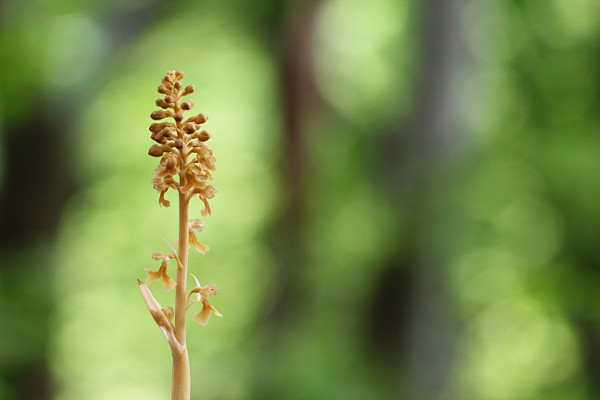 Vogel-Nestwurz (Neottia nidus-avis) Vogel-Nestwurz (Neottia nidus-avis)