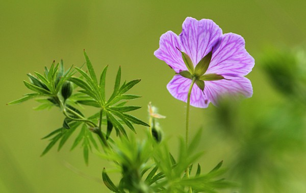 Storchschnabelblüte am Waldrand Storchschnabelblüte am Waldrand