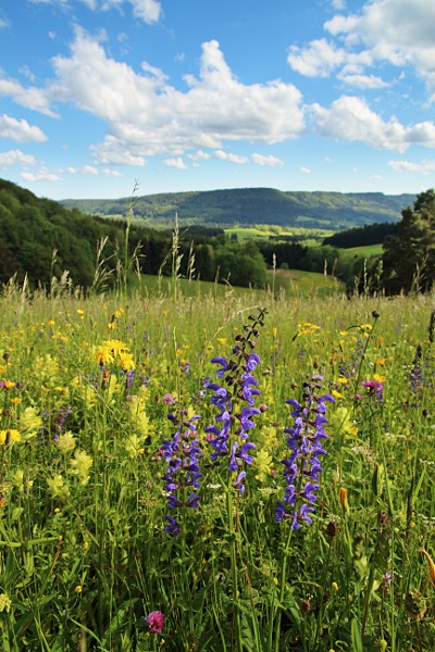 Wiesensalbei (Salvia pratensis) Wiesensalbei (Salvia pratensis)