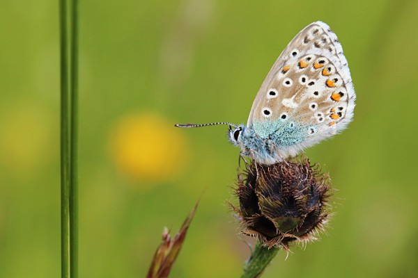 Gemeiner Bläuling (Polyommatus icarus) Gemeiner Bläuling (Polyommatus icarus)
