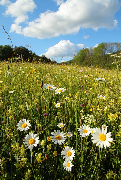 Margerite (Leucanthemum vulgare) Margerite (Leucanthemum vulgare)