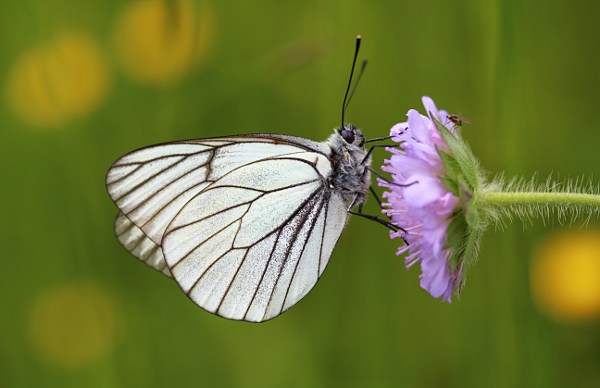 Baum-Weißling (Aporia crataegi) Baum-Weißling (Aporia crataegi)