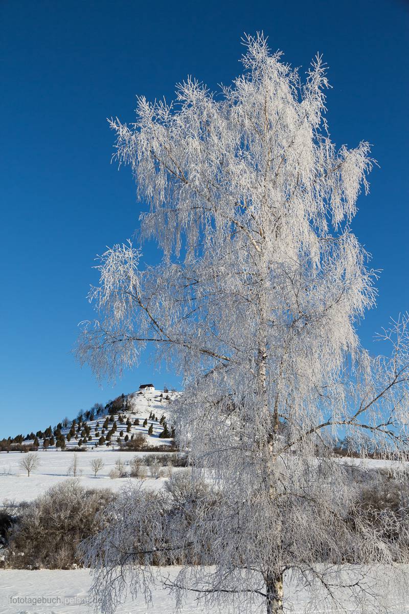 Blick auf die Salmendinger Kapelle (Kornbühl) im Winter mit einer Birke mit Reif im Vordergrund