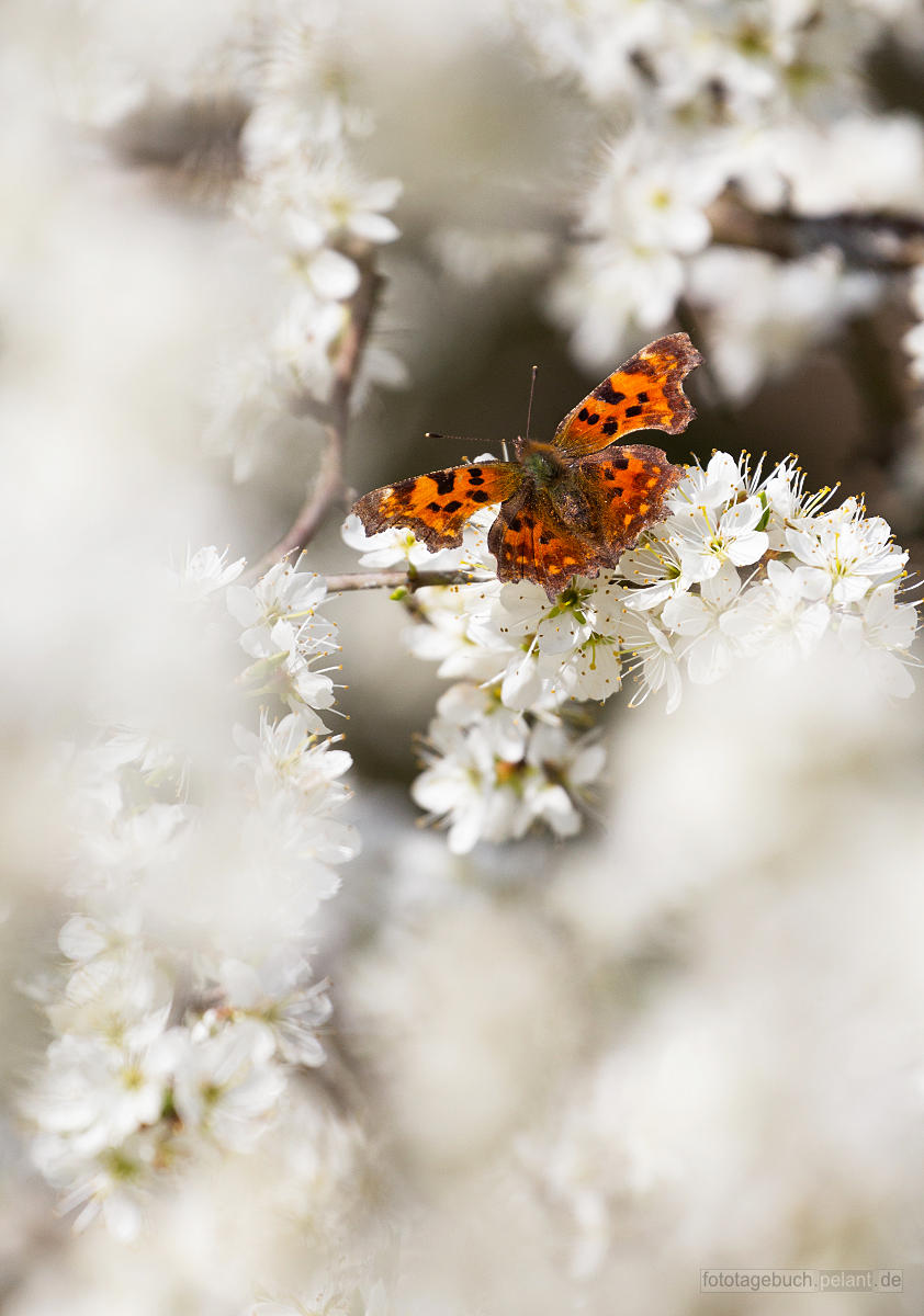 C-Falter (Polygonia c-album) auf einer Schlehenhecke (Prunus spinosa)