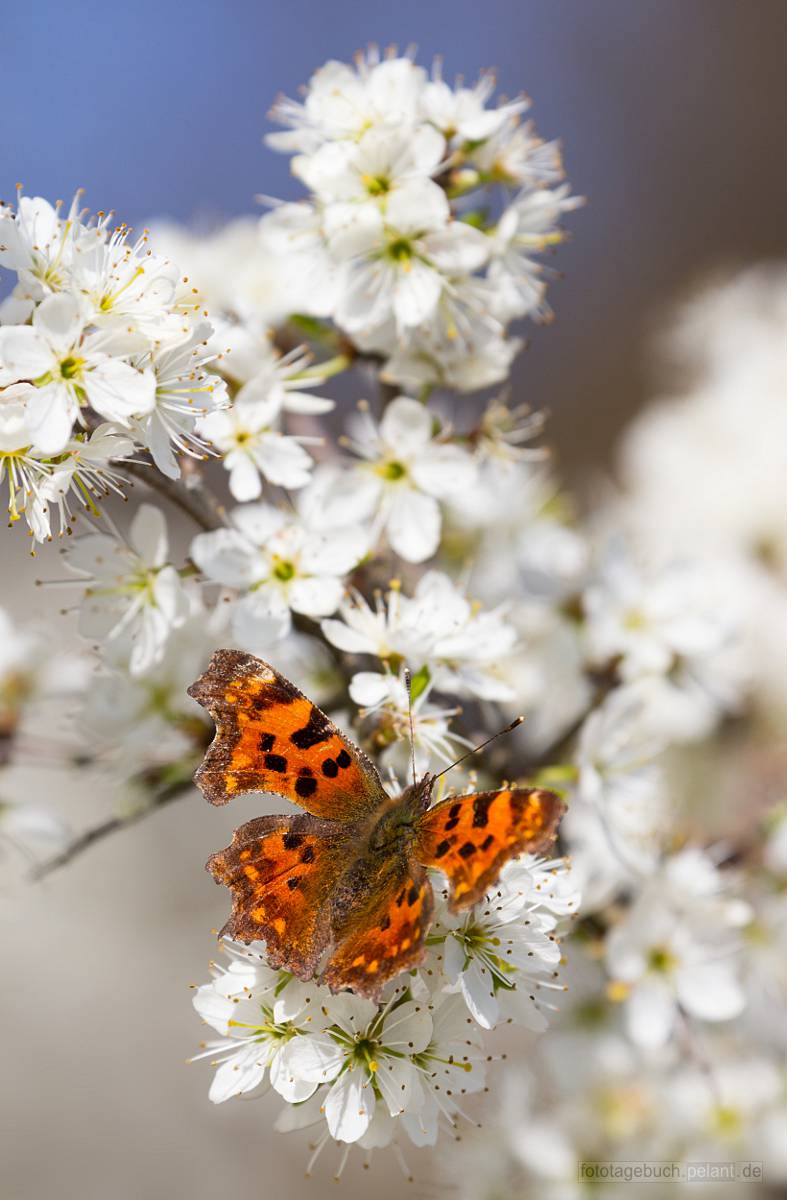 C-Falter (Polygonia c-album) auf einer Schlehenhecke (Prunus spinosa)