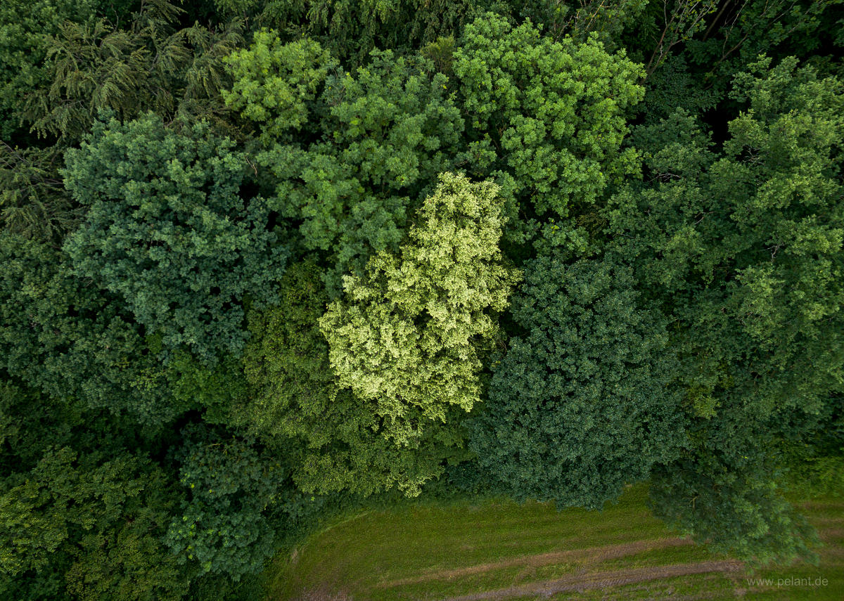 Luftaufnahme einer blühenden Linde (Tilia spec.) am Waldrand