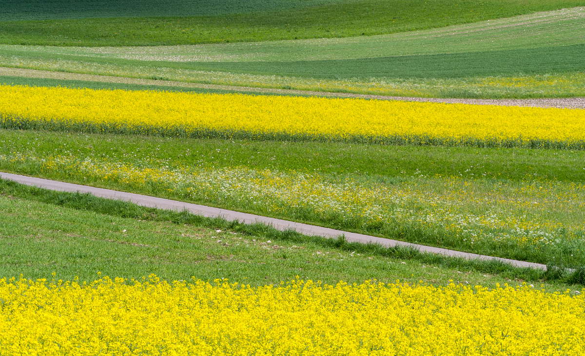 Blühende Rapsfelder auf der Schwäbischen Alb