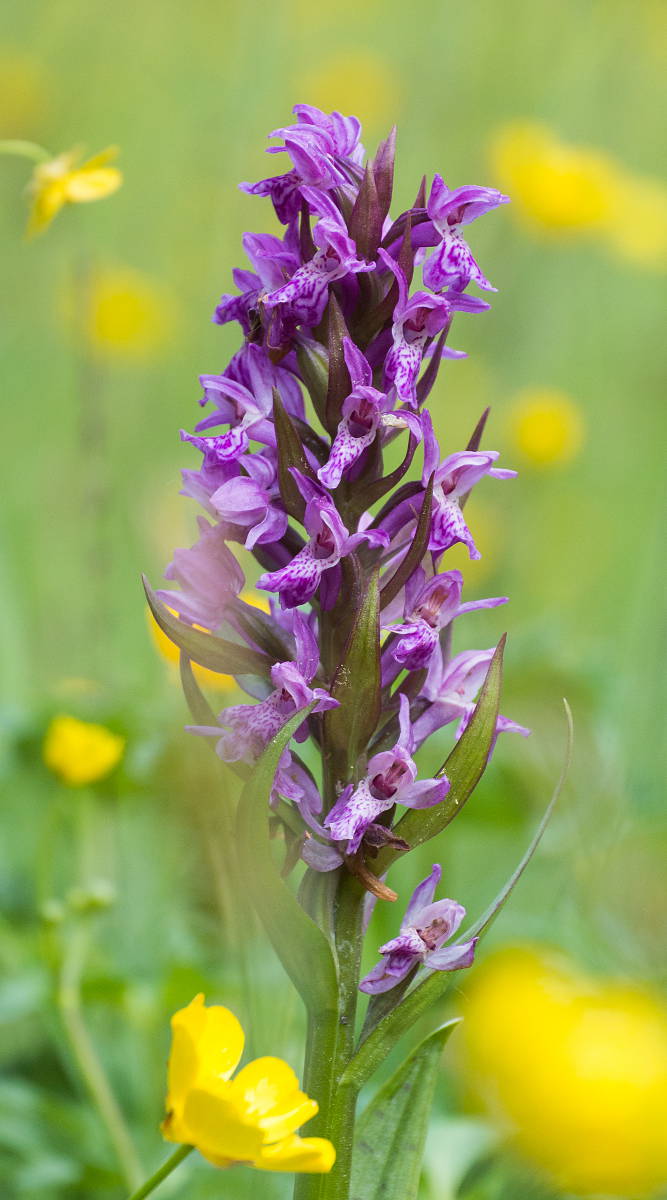 Breitblättriges Knabenkraut (Dactylorhiza majalis)