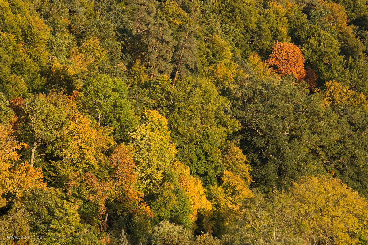 autumn forest - Schönbuch forest near Bebenhausen