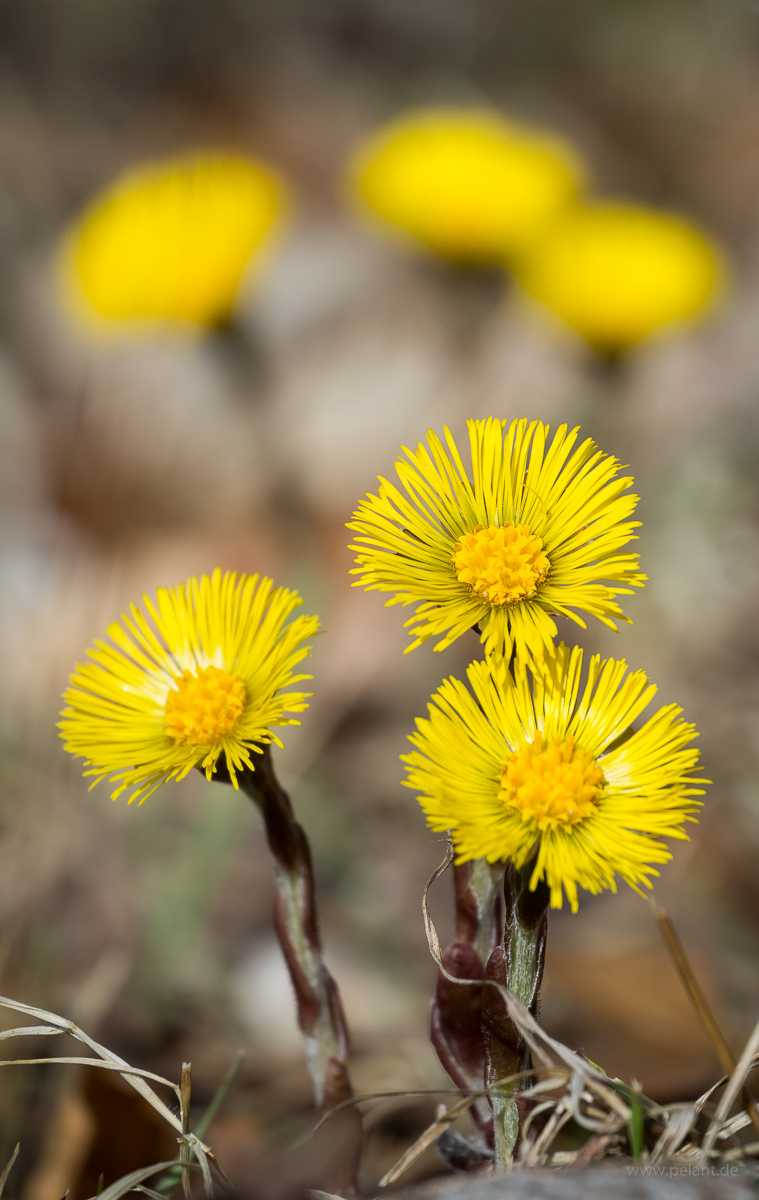 Blühender Huflattich (Tussilago farfara)