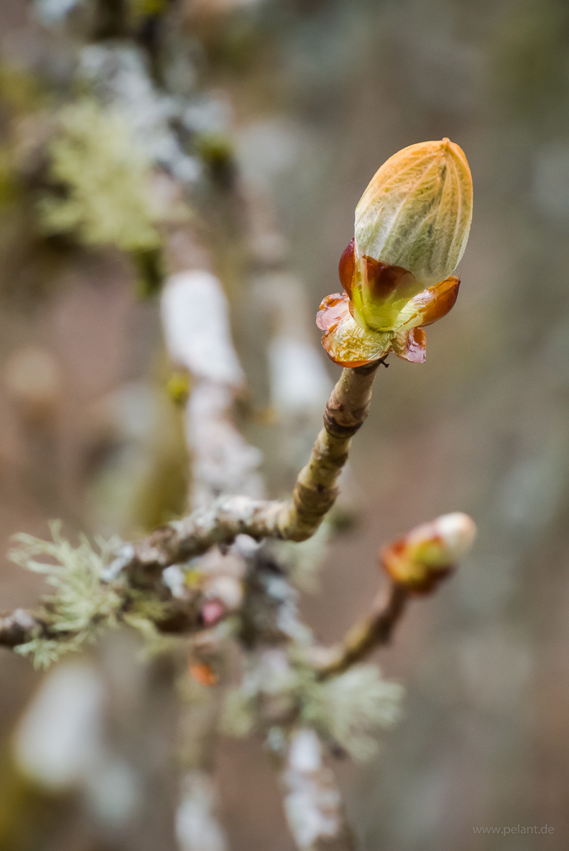 austreibende Rosskastanienknospe (Aesculus hippocastanum)