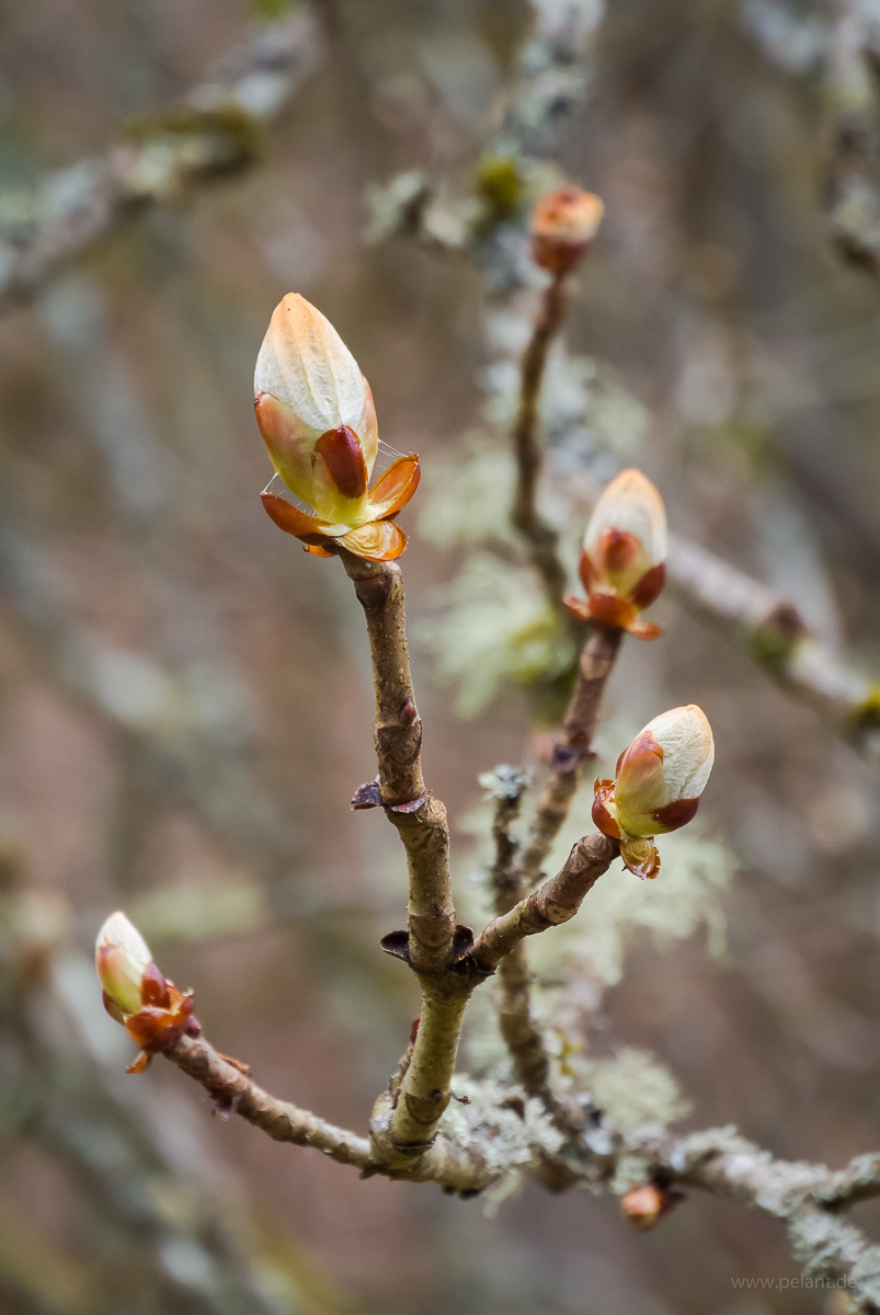 austreibende Rosskastanienknospe (Aesculus hippocastanum)