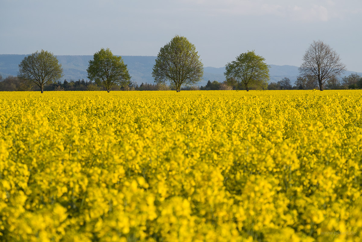Blühende Rapsfelder und Baumreihe / Alle im Hintergrund beim Einsiedel
