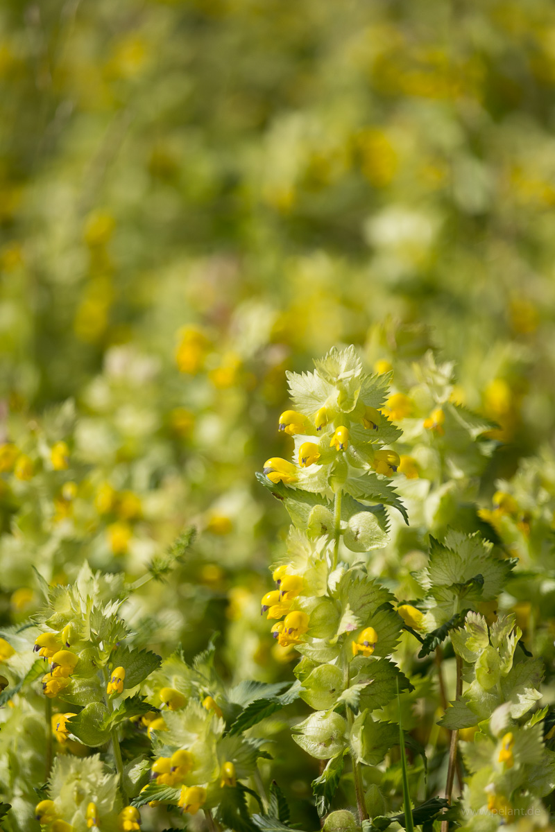 Zottiger Klappertopf (Rhinanthus alectorolophus)