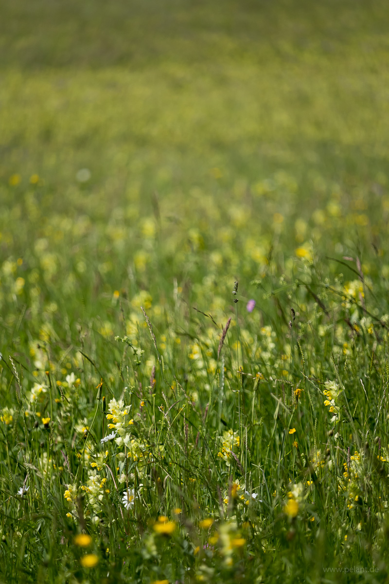 Wiese mit Klappertopf (Rhinanthus alectorolophus)