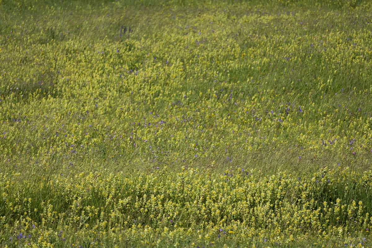 Wiese mit viel Klappertopf (Rhinanthus alectorolophus)