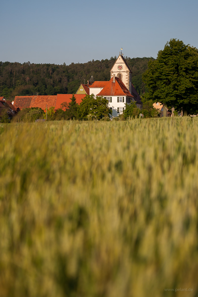 Blick über ein Getreidefeld auf den Kirchturm von Tübingen-Weilheim