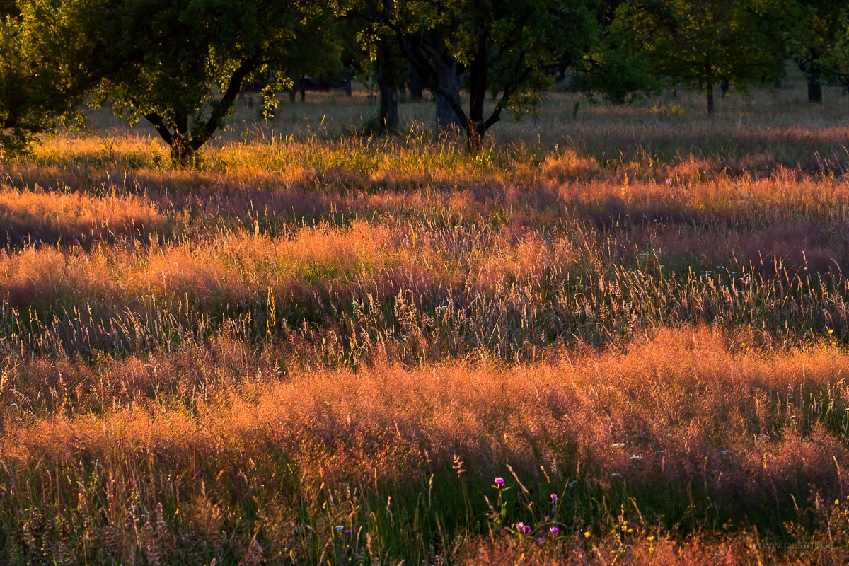 Wiese mit Rotem Straußgras (Agrostis capillaris) im Abendlicht Wiese mit Rotem Straußgras (Agrostis capillaris) im Abendlicht