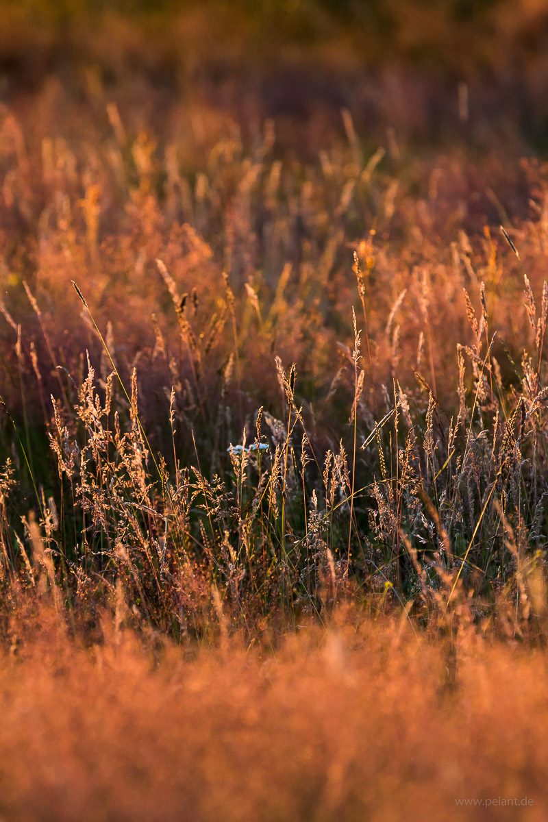 Wiesengräser im Abendlicht Wiesengräser im Abendlicht