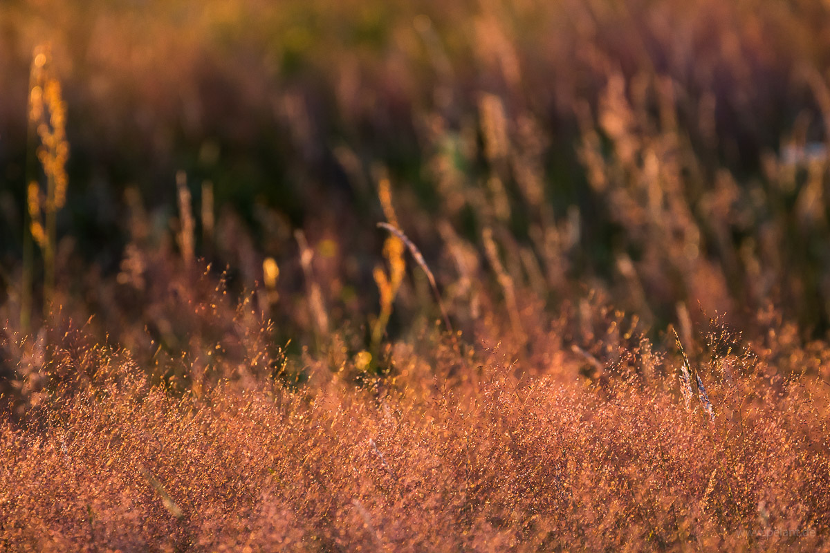 Gräser im Abendlicht, Agrostis capillaris im Vordergrund Gräser im Abendlicht, Agrostis capillaris im Vordergrund