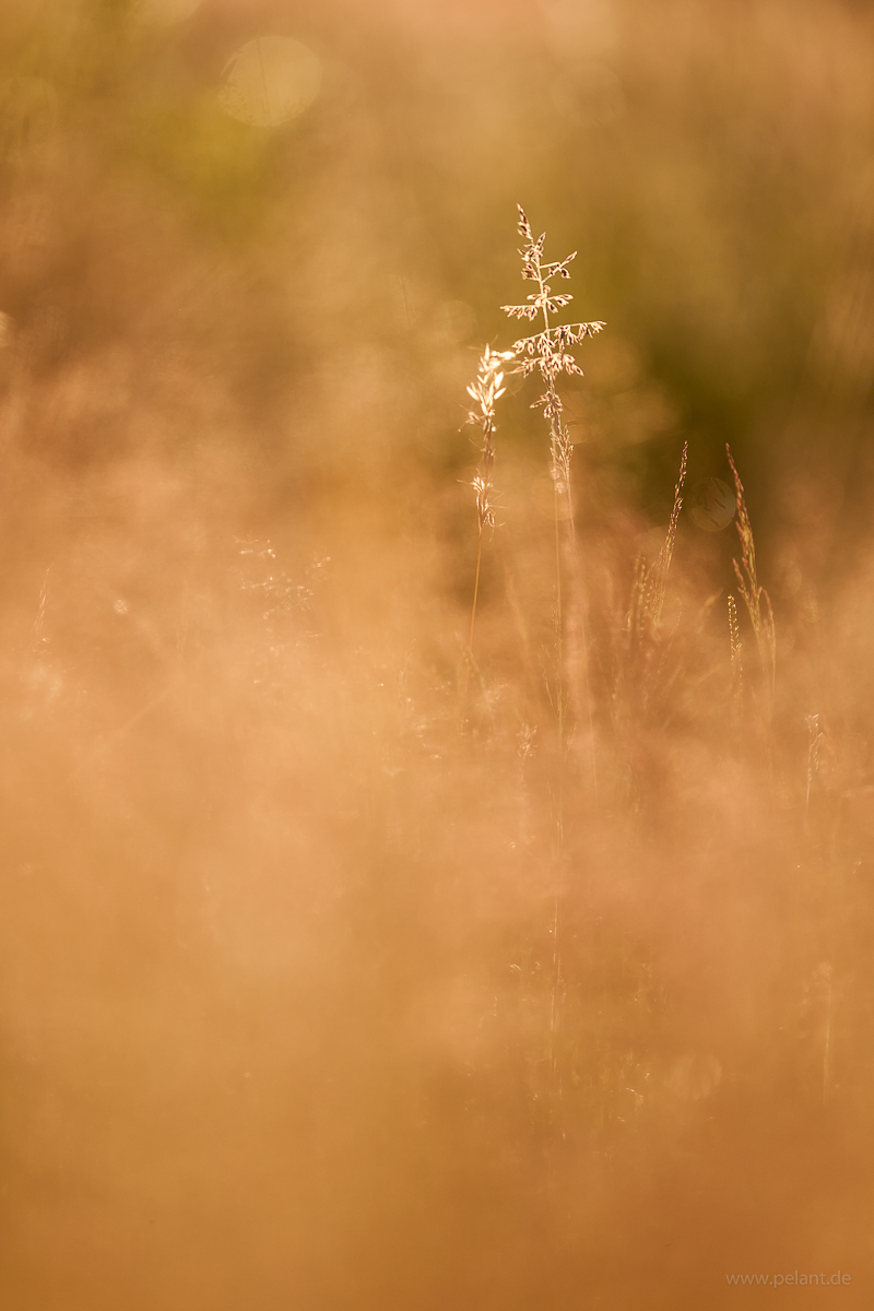 Gräser auf einer Wiese im Gegenlicht Gräser auf einer Wiese im Gegenlicht