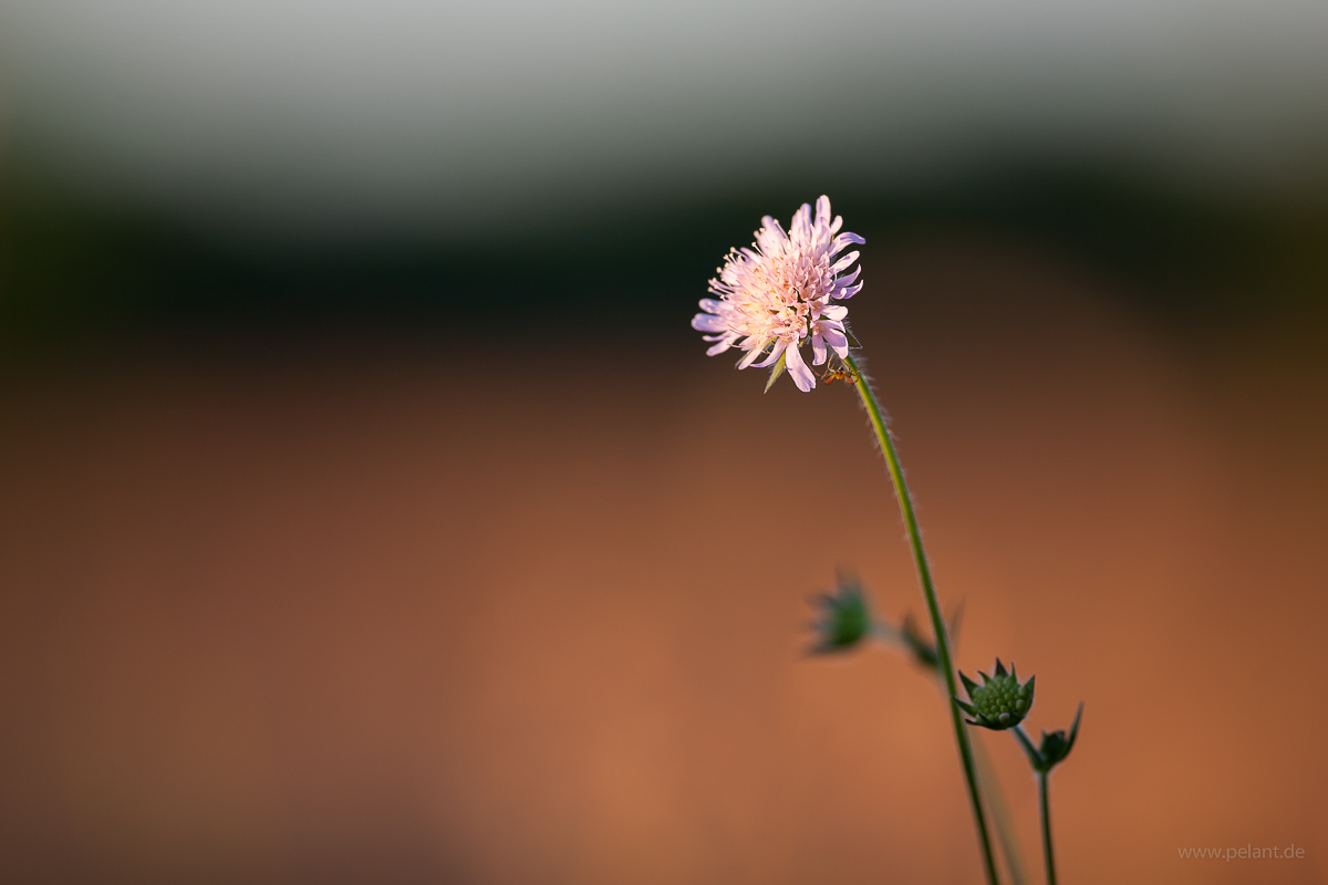 Acker-Witwenblume (Knautia arvensis) Acker-Witwenblume (Knautia arvensis)