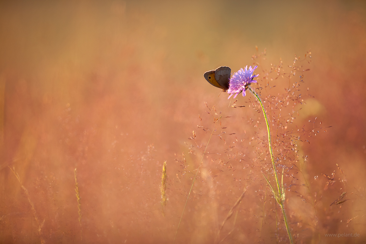 Schmetterling auf einer Wiesenskabiose (Knautia arvensis) Schmetterling auf einer Wiesenskabiose (Knautia arvensis)