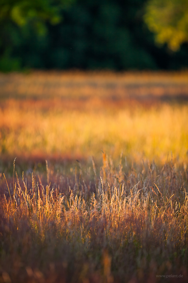 Wiese im Abendlicht Wiese im Abendlicht