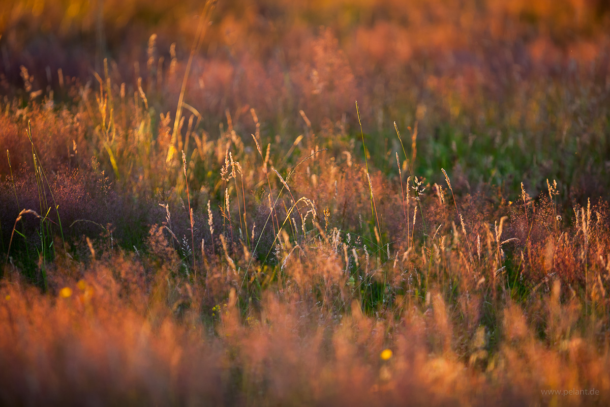 Gräser im Abendlicht Gräser im Abendlicht