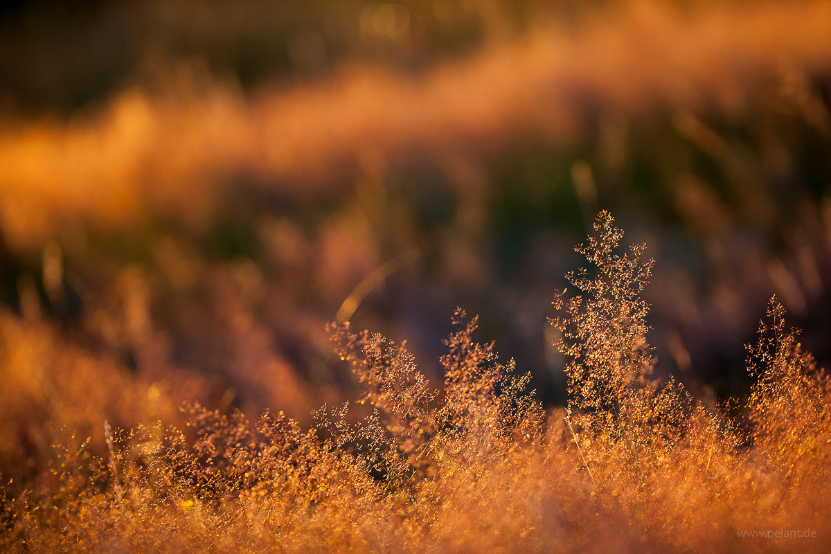 Rotes Straußgras (Agrostis capillaris) im Gegenlicht Rotes Straußgras (Agrostis capillaris) im Gegenlicht