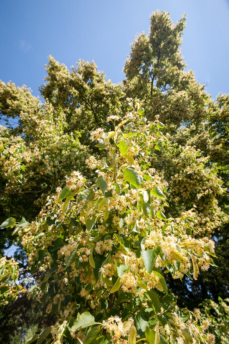 Lindenblüte