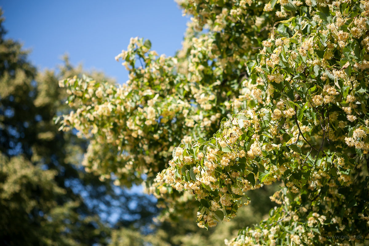 Lindenblüte - Ast mit vielen Blüten einer blühenden Linde