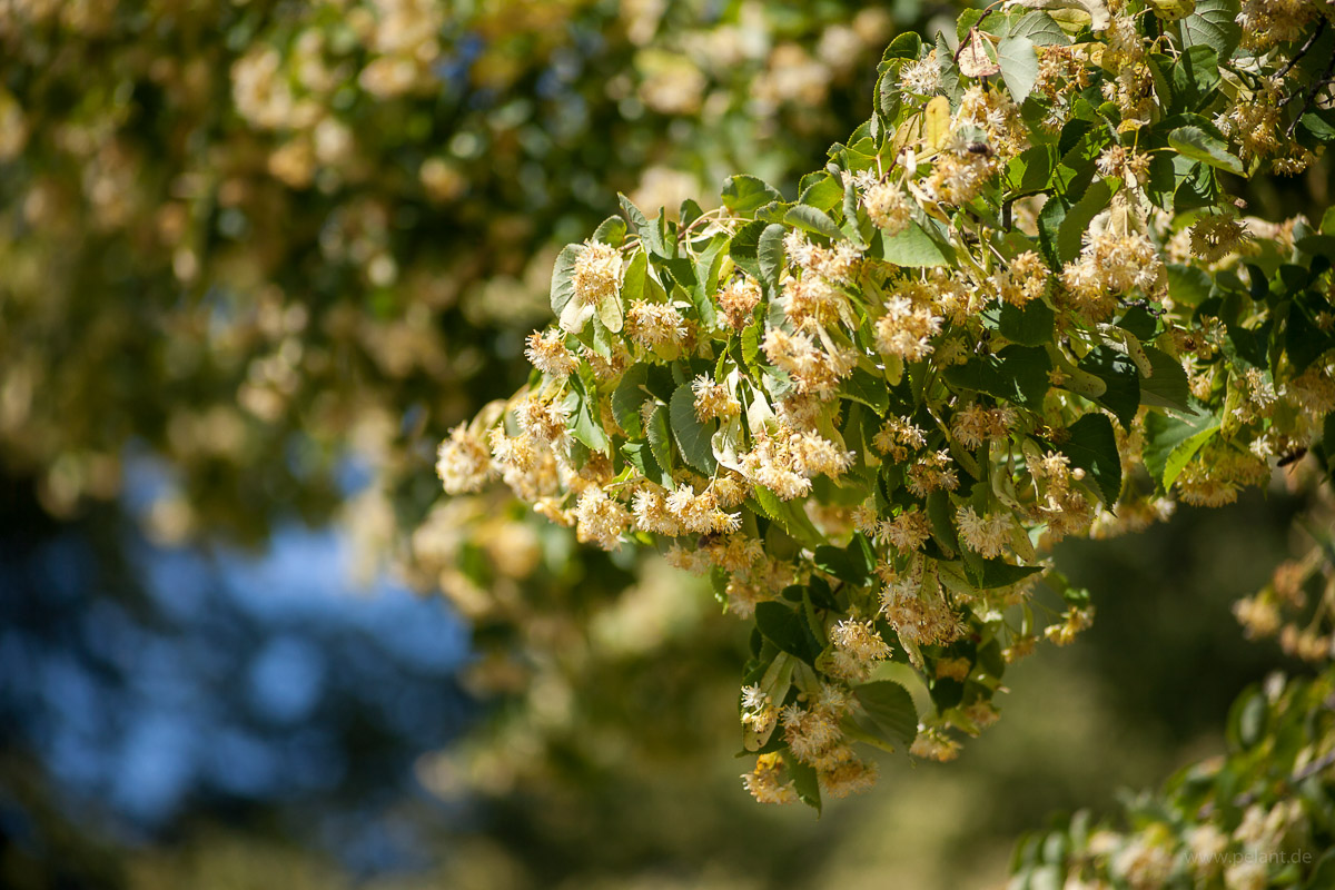 Lindenblüte
